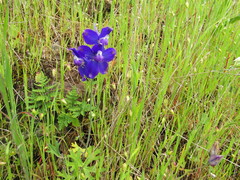 Delphinium variegatum variegatum