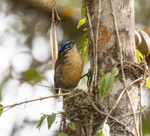 Blue-capped Ifrit (Ifrita kowaldi), photo 5