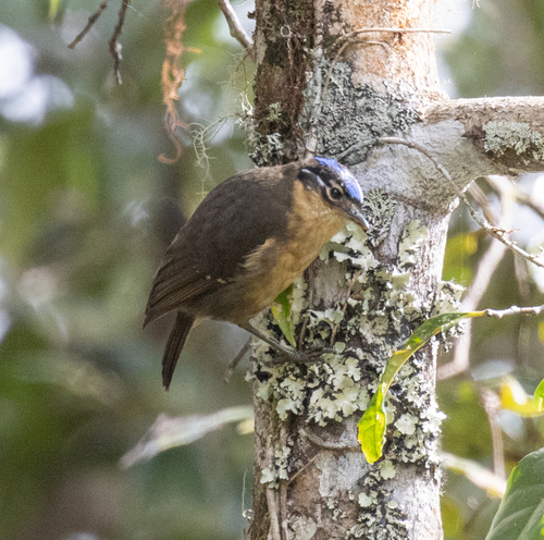 Blue-capped Ifrit (Ifrita kowaldi), photo 6