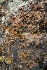 Padina durvillei