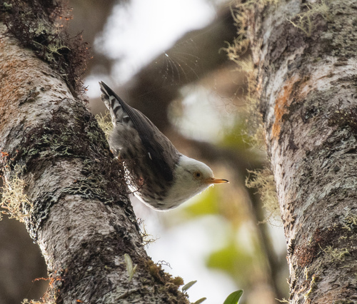 Papuan Sittella (Daphoenositta papuensis), photo 2