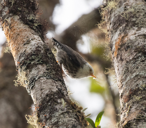 Papuan Sittella (Daphoenositta papuensis)