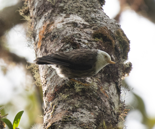 Papuan Sittella (Daphoenositta papuensis), photo 3