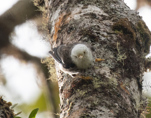 Papuan Sittella (Daphoenositta papuensis), photo 4