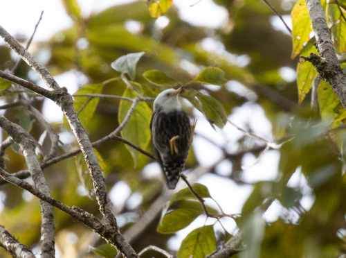 Papuan Sittella (Daphoenositta papuensis), photo 5