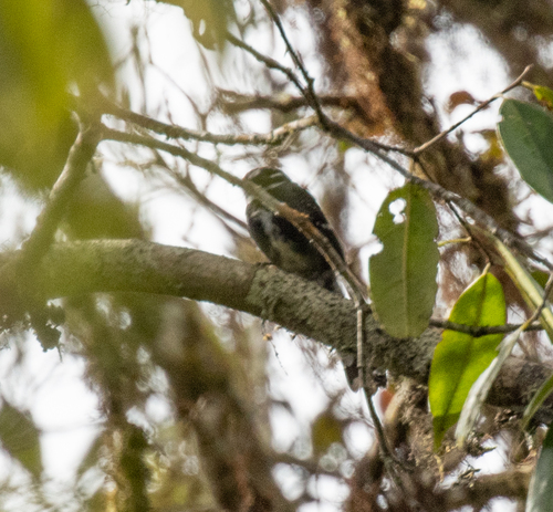 Friendly Fantail (Rhipidura albolimbata), photo 2