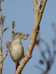 Prinia gracilis