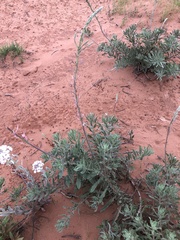Oenothera cinerea cinerea