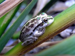 Moore's Frog photo 4