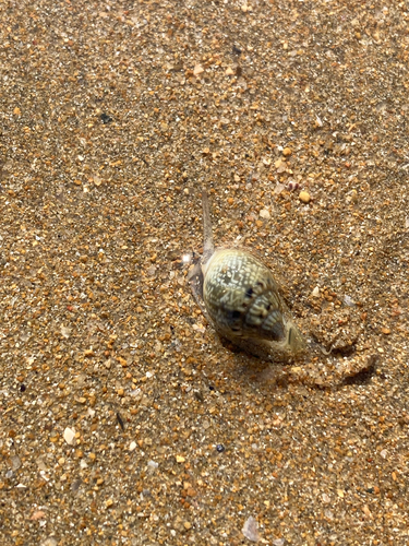 Nassarius graphiterus observed 2026-07-17