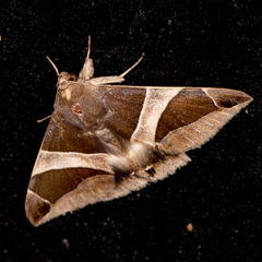 Bastilla crameri