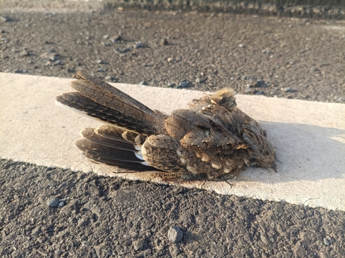 Indian Nightjar (Caprimulgus asiaticus), photo 7