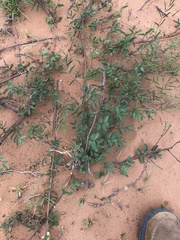 Mimosa rupertiana