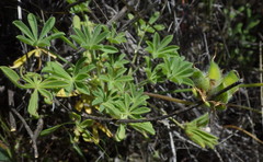 Lupinus densiflorus