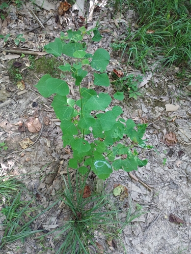Chinese Tallow
