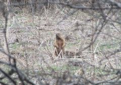 Marmota kastschenkoi