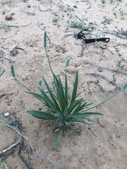 Plantago wrightiana