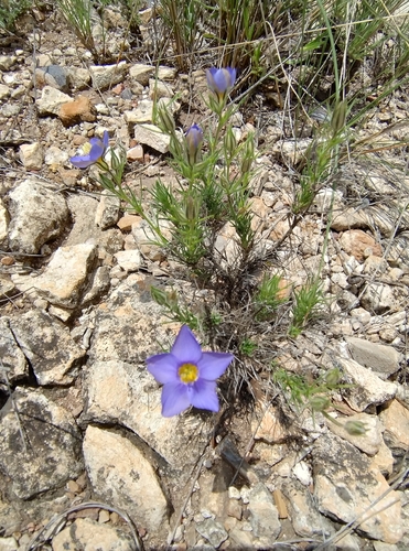 Stewart's Gilia