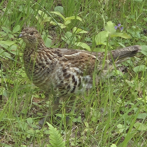 Ruffed Grouse observed by smays