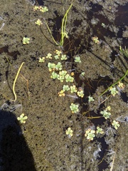 Callitriche longipedunculata