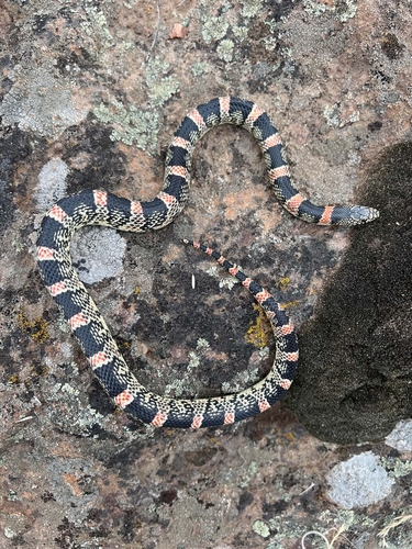 Long-nosed Snake, Malheur County, US-OR, US, photo 4 of 10