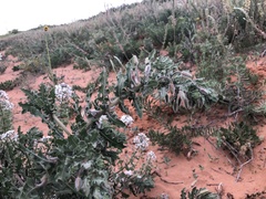 Oenothera engelmannii