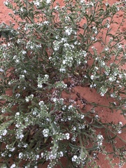 Cryptantha crassisepala crassisepala