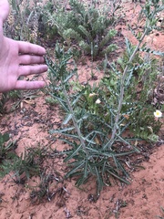 Mentzelia strictissima