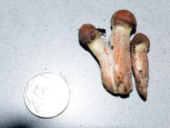 Cortinarius ahsii