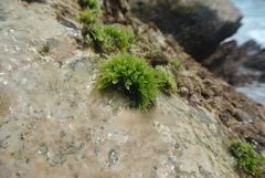 Chaetomorpha antennina