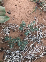 Phyllanthus abnormis