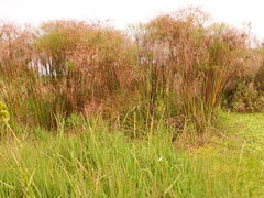 Cyperus giganteus