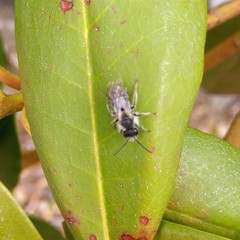 Andrena bradleyi