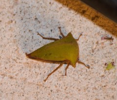 Telamonini