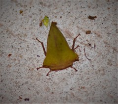 Telamonini
