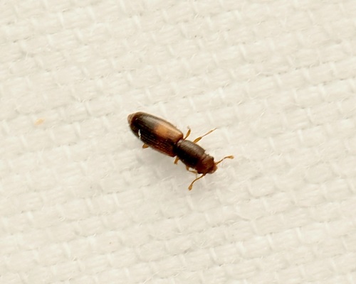 Hesperobaenus abbreviatus observed 2026-07-13