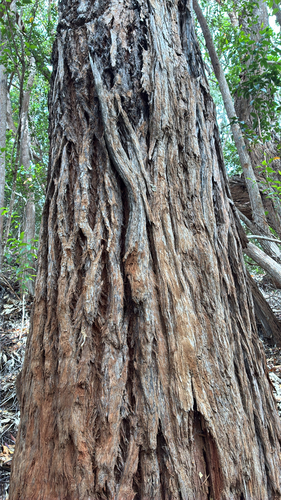 Eucalyptus robusta observed 2026-07-15