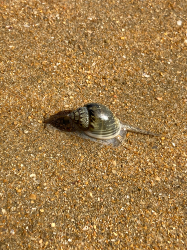 Nassarius graphiterus observed 2026-07-17