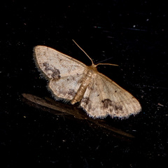 Idaea chotaria