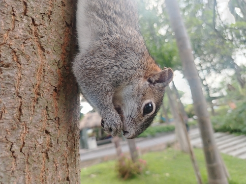 Sciurus aureogaster observed by carlos1869