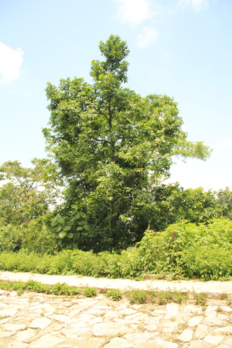 Diospyros nigra