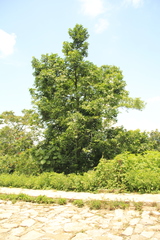 Diospyros nigra