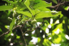 Diospyros nigra