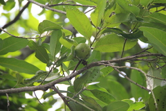 Diospyros nigra