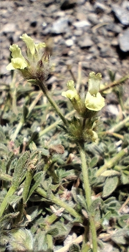 Sideritis glacialis, photograph 1
