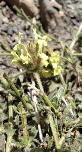 Sideritis glacialis, photograph 2
