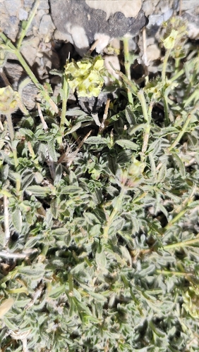 Sideritis glacialis, photograph 3
