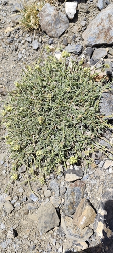 Sideritis glacialis, photograph 4