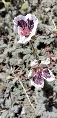 Erodium cheilanthifolium