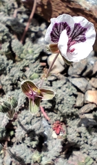 Erodium cheilanthifolium, photograph (c) Santiago Martín-Bravo, some rights reserved (CC BY)